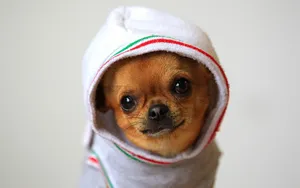 Chihuahua In A Sock Wallpaper