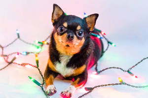 Chihuahua With Christmas Lights Wallpaper