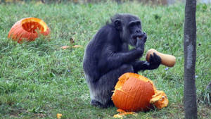 Chimpanzee With Pumpkins In Zoo Wallpaper