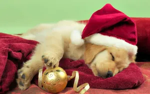 Christmas Dog Sleeping On Stocking Wallpaper