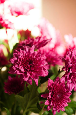 Chrysanthemum Pink Flowers Aesthetic Wallpaper