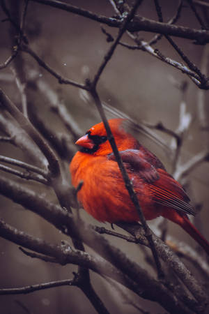 Chunky Cardinal Wallpaper