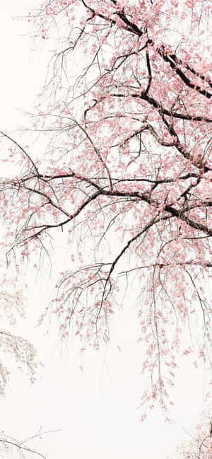 Classic Color Combination Wallpaper