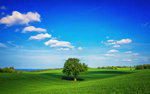 Clear Sky Over Meadows Wallpaper