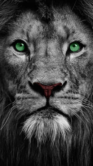 Close-up Black And White Lion's Face Wallpaper