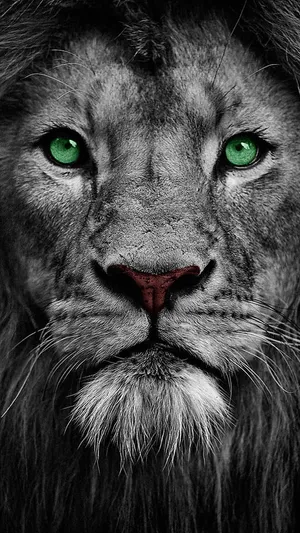 Close-up Black And White Lion's Face Wallpaper