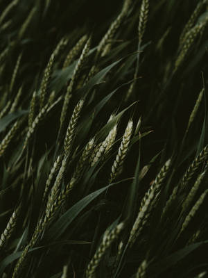 Close-up Dark Green Grass Wallpaper