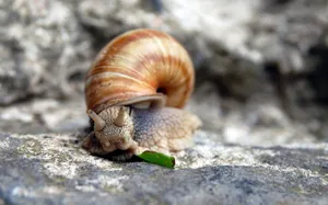 Close-up Detail Of A Vibrant Garden Snail Wallpaper