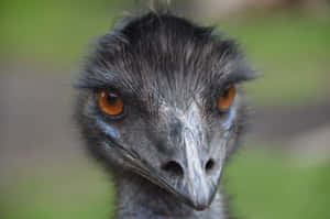 Close Up Emu Portrait Wallpaper