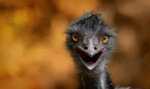 Close Up Emu Portrait Wallpaper