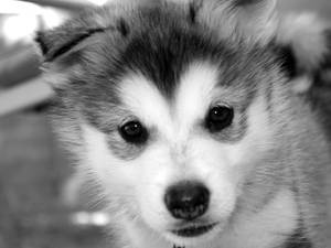 Close-up Husky Bw Wallpaper