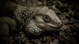 Close Up Iguana Restingon Rocks Wallpaper