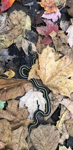 Close-up Image Of An Eastern Ribbon Garter Snake Wallpaper