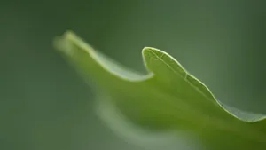 Close Up Look At A Blade Of Grass Wallpaper