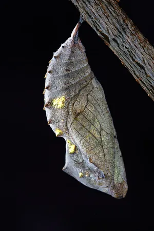 Close-up Of A Pupa In A Silk Cocoon Wallpaper