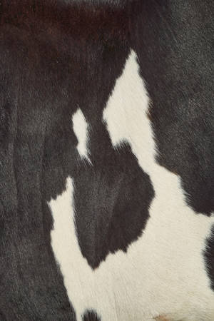 Close-up Of Cow Pattern Fur Wallpaper