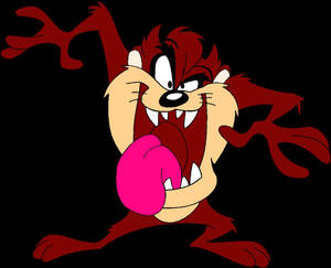 Close Up Of The Wild Tasmanian Devil Wallpaper