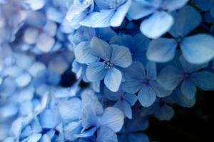 Close Up Photo Of Blue Petaled Flower Wallpaper