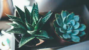 Close Up Photography Of A Bloomy, Lush Green Plant Wallpaper