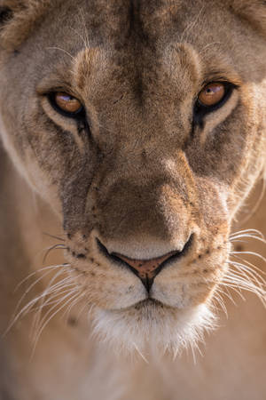 Close-up Photography Of Lioness Head Wallpaper