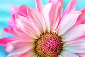 Close-up Pink Bunga Wallpaper