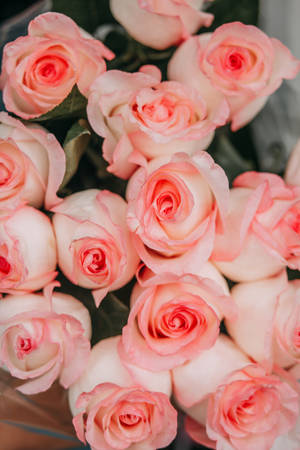 Close-up Pink Rose Aesthetic Wallpaper