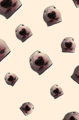 Close-up Portrait Of Walter The Internet-famous Dog Wallpaper