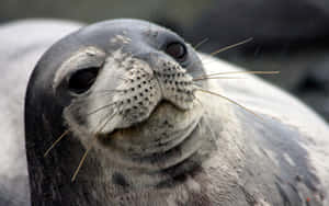 Close Up Seal Portrait Wallpaper