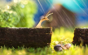 Close-up Shot Of A Garden Snail In Nature Wallpaper