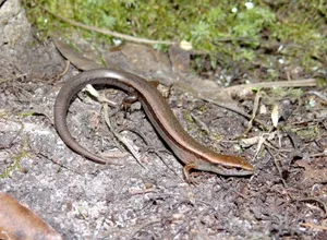 Close-up Shot Of A Ground Skink Wallpaper