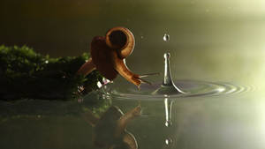 Close-up Shot Of Snail On Leaf Wallpaper