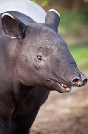 Close Up Tapir Portrait Wallpaper