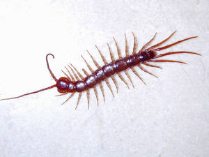 Close-up View Of A Millipede Wallpaper