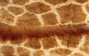 Close-up View Of Exquisitely Patterned Giraffe Fur Wallpaper