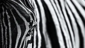 Close-up Zebra Photography Wallpaper