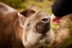 Close Upof Tapir Being Touchedby Human Wallpaper