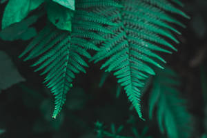 Closed-up Dark Green Fern Leaves Wallpaper