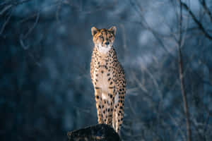 Closeup Of A Cheetah Ready To Pounce Wallpaper