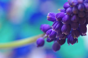 Closeup Of Hyacinth Flower Wallpaper