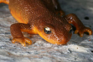 Closeup Orange Newt Wallpaper