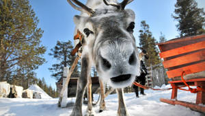 Closeup Polar Reindeer Wallpaper