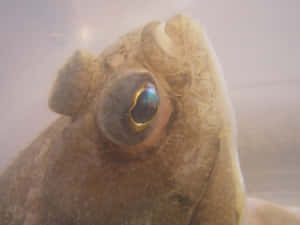 Closeupof Dab Fish Eye Wallpaper