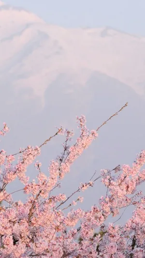 Cloudy Aesthetic Cherry Blossom Wallpaper