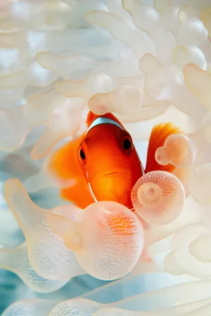 Clown Fish Iphone Jellyfish Wallpaper