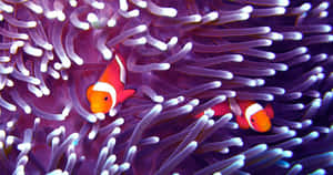 Clownfish_ Amidst_ Sea_ Anemone Wallpaper