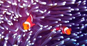 Clownfish_ Amidst_ Sea_ Anemone Wallpaper