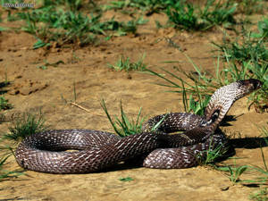 Cobra Silver And Black On Grass Patches Wallpaper