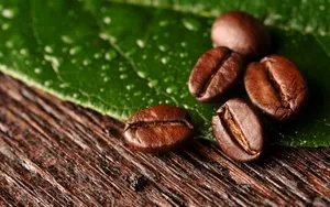 Coffee Beans On Leaf Wallpaper