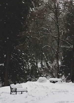 Cold Winter Park Wallpaper