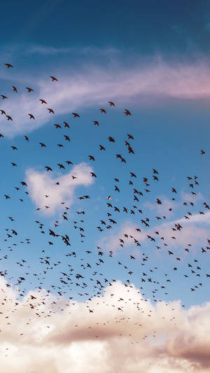 Colony Of Birds Flying Wallpaper